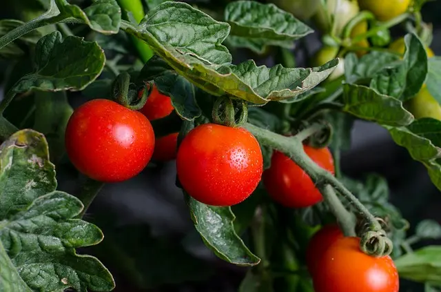 Vytvorte ideálne podmienky pre výsadbu priesad paradajok a paprík